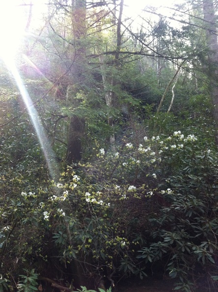 Clifty Wilderness  - 23